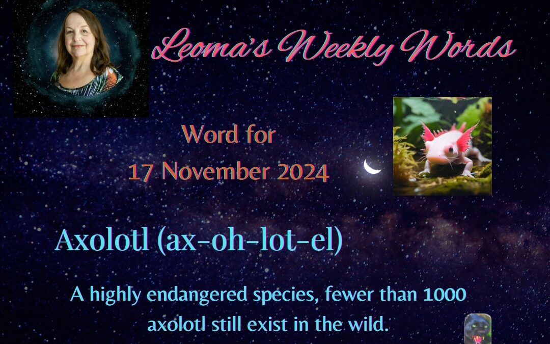 Axolotl – 17 November 2024